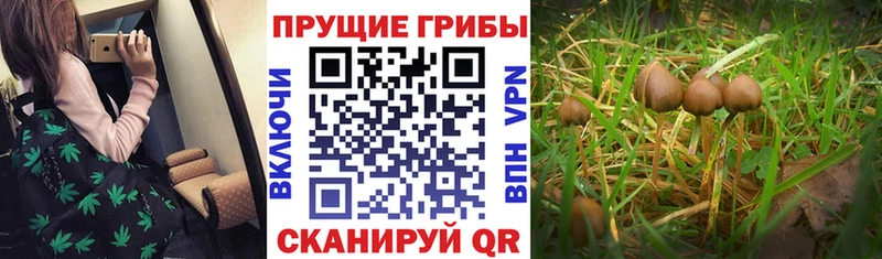 kraken зеркало  Якутск  Псилоцибиновые грибы MAGIC MUSHROOMS  цена  