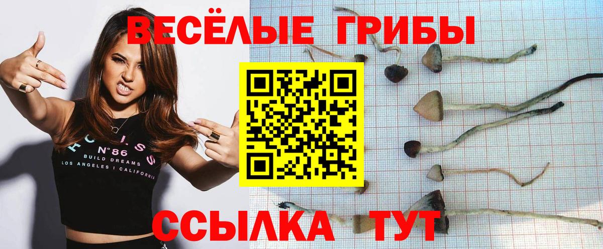 Галлюциногенные грибы Psilocybine cubensis Якутск